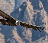 Image result for Biggest Bird That Can Fly