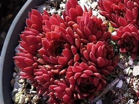 Sempervivum Coral Red కోసం చిత్ర ఫలితం