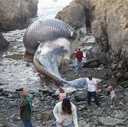 Image result for Blue Whale Next to a Human