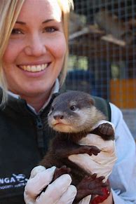 Image result for Baby Otter Ark