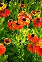 Image result for Helenium Sahins Early Flowerer