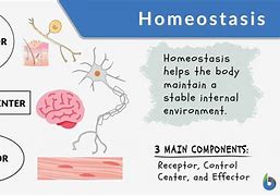 Image result for homeosyasis