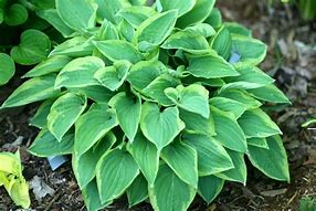 Image result for Hosta Pilgrim