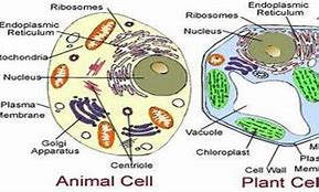 Image result for Module of a Living Cell