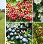 Image result for Hornbeam Hedge