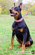 Image result for Doberman Dog Collar