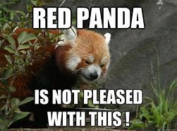 Image result for Red Panda Meme