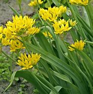 Image result for Allium moly