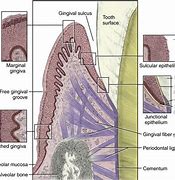 Image result for Gingival Mucosa
