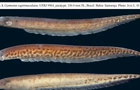 Image result for Gymnogyps Cathartidae