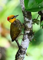 Image result for Piculus Picidae