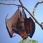 Image result for South African Bat Fox