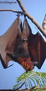 Image result for Golden-crowned Flying Fox Bat