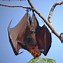 Image result for Giant Flying Fox Bat