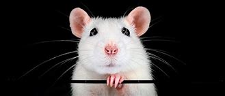 Image result for Mouse Nose