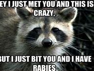 Image result for Funny Sunday Morning Animal Memes