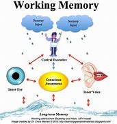 Image result for Iconic Memory Psychology
