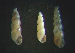 Image result for abaleae