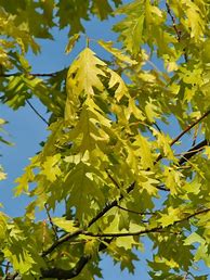 Image result for Quercus rubra Magic Fire