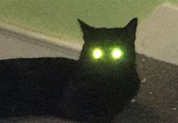 Image result for Laser Cat Meme