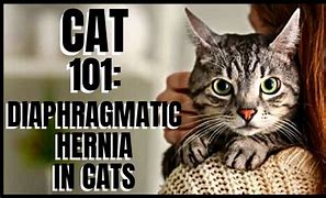 Image result for Hernia Surgery Meme Cats