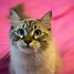 Image result for Purple and Pink Wallpaper with Cat