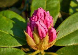 Image result for Sony A6000 Photography Samples