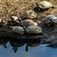 Image result for What Is the Smallest Turtle Breed in the World