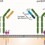 Image result for B-cell Receptor