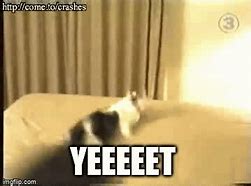 Image result for Yeet Cat Meme