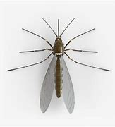 Image result for Mosquito Wings