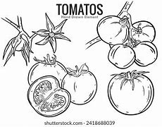 Image result for Tomato Flower