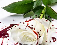 Image result for Bloody White Rose