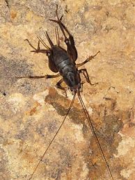 Image result for Big Cave Cricket