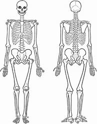 Image result for Blank Human Skeleton Printable