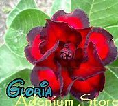 Image result for Gloria Flower