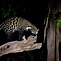 Image result for Civet in Africa