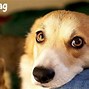 Image result for Cute Puppy Eyes On Human