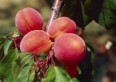 Image result for Leaf Curl On Peach Trees