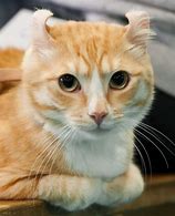 Image result for Weird Cat