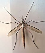 Image result for Large Insects