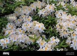 Image result for Rhododendron (AK) Persil