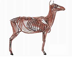 Image result for Deer Bone Structure