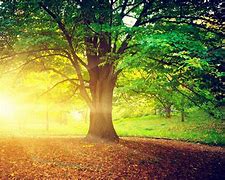 Image result for Sunshine Throuogh Trees