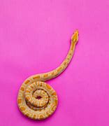 Image result for World Largest Snake Found