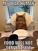Image result for Dinner Cat Meme