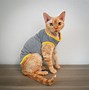 Image result for Kitten Clothing
