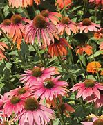 Image result for Echinacea purpurea Tiki Torch ®