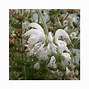 Salvia argentea-এর ছবি ফলাফল
