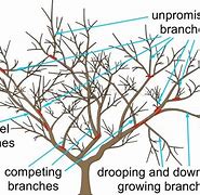 Image result for Apple Tree Pruning Diagram